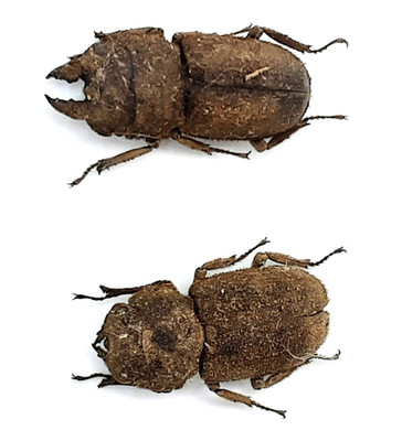 Lucanidae, Gnaphaloryx squalidus squalidus, pair, A1, 17+/16+ mm, Java, #LM261