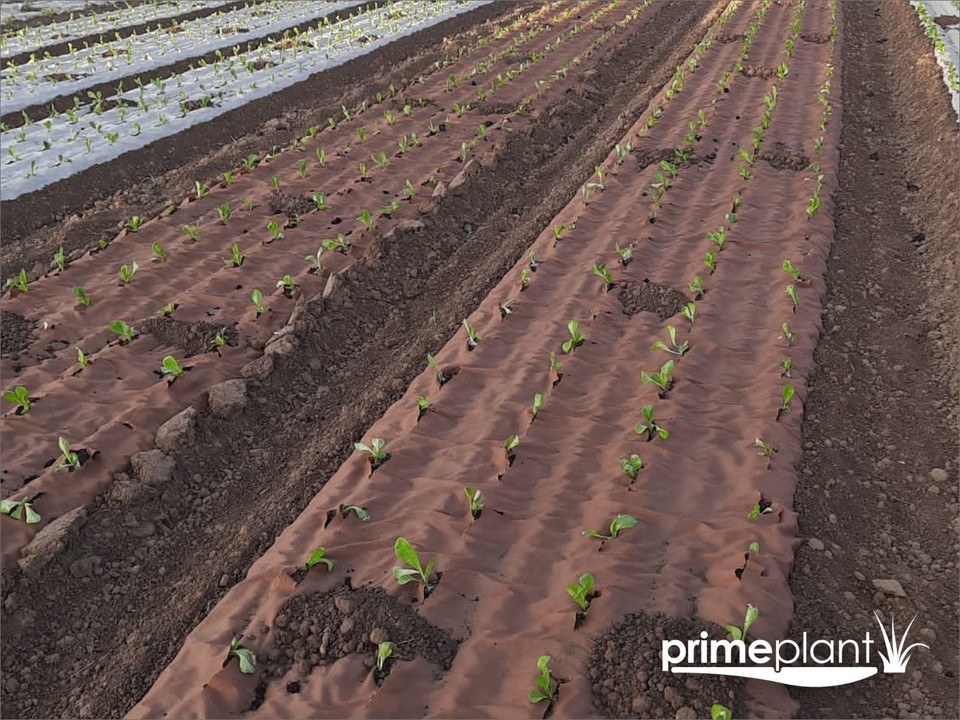 Malla antihierbas biodegradable de papel - drenante, nutritivo y transpirable