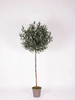 Artplants Kunst Olivenbaum Milino, Naturstamm, M It FrüChten, 180Cm