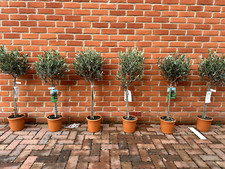 Olive Tree | 80cm - 100cm 5L Pot | Winter Hardy Low Maintenance Mediterranean