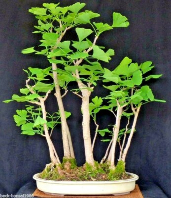 Bonsai - Ginkgo biloba - Waldform 11 Bume - Fcherblattbaum -  Freilandbonsai | eBay