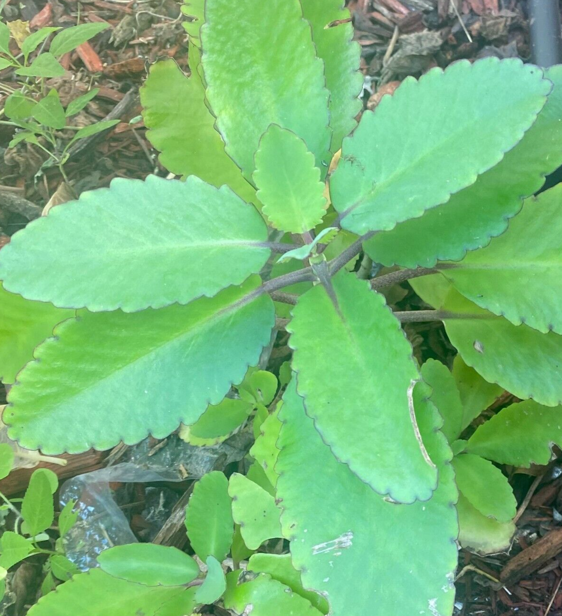 RARE KALANCHOE PINNATA Miracle Leaf Air "LIVE PLANT"phyllum pinnatum - 6"  to 12" | eBay