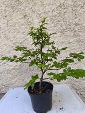 Bonsai - pré bonsai hêtre 