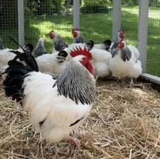 6x Light Sussex Eggs (Tested)✅Bantam No live animals.