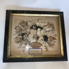 Exceptionnel reliquaire d’algues De Jersey en diorama