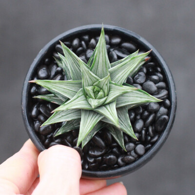 Succulent plants Haworthia white variegata Plants Home Garden Decoration 4-5cm