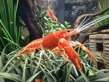 FIREBALL Orange Ghost Juvenile Crayfish, home bred, bright colors- SHIPS FREE 