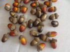 44 Acorns With Caps For Crafts PLUS A Pick/Sprig of Pine Cones — photo 2