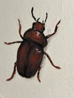 Original ACEO Beetle Study Acrylic Miniature Insect Painting Geminiarts — photo 2