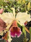 DO  - Cattleya Edward Demunter (Hardyana x Triumphans), Orchid, rare and choice! — photo 2