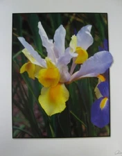 Mini Poster White Yellow Iris