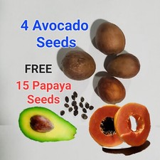 4 HASS AVOCADO Seeds Plus Free 20 PAPAYA SEEDS, Free