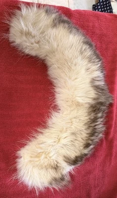Vintage Blue Fox Fur Collar Cream With Brown Tips Detachable 18" - Image 1 of 4