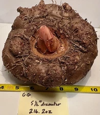 AMORPHOPHALLUS KONJAC 'Gordon's Gold' 1 Dormant Bulb, (Voodoo Lily) Arisaema