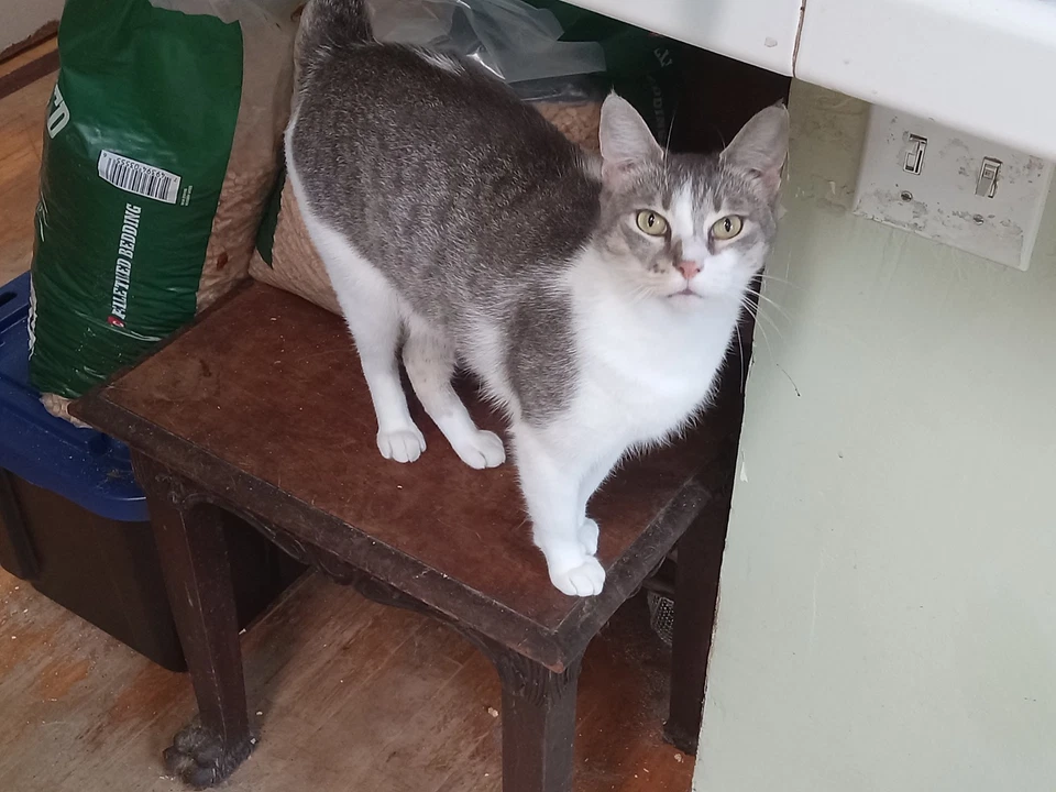 Gemelos cuadrados distintivos de plata de ley de 2/3" con ajustes ámbar Foto 2 de 4