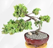 Juniper Bonsai Tree 14"H Outdoor Evergreen Juniper Procumbens Nana Great Gift