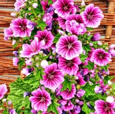 Malva Seeds Mallow Mauritanian Perennial Malva sylvestris Braveheart Bonsai Hang