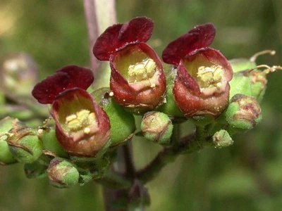 SEEDVILLE USA 1000 EASTERN FIGWORT (Late Figwort / Carpenters Square) Scrophularia Marilandica