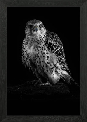 Gyr Saker falcon Framed Wall Art Poster Canvas Print Picture