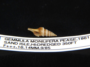 GEMMULA MONILIFERA: ONE OF MY LARGEST/DARKEST EVER @ 16.14MM FROM 350ft HAWAII!