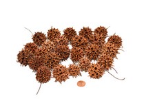 Muwse 25 Stk. Amberbaum Zapfen Natur trocken Mini-Zapfen Deko Floristik Basteln