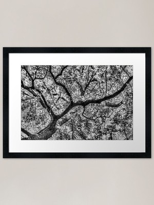 Herbst Baum Baldachin in Monochrom Fr gerahmtes Wandbild Poster Leinwanddruck Bild
