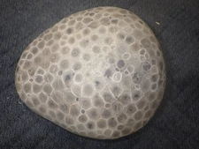 Polished Petoskey Stone 3+ Pounds
