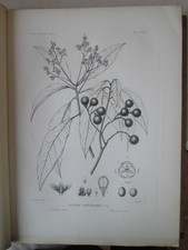 Vintage Print,Plate 303, Ocotea Catebyana, 1st Ed,c1900, SILVA, Trees