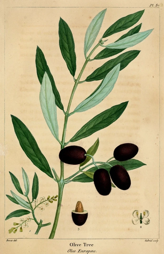 ~Olive Tree~ ANCIENT TREE Olea europaea to 10°F Zone 8 Arbequina LIVE Potd PLANT - Image 2 of 4