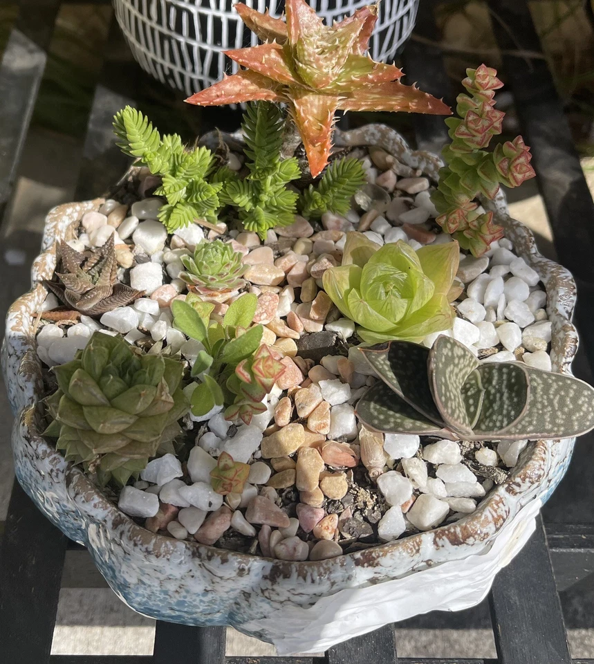 Succulent box!! 15x Cuttings Echeveria, Haworthia, Crassula,Euphorbia, 100’s - Image 4 of 4