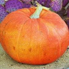 Mammoth Gold Pumpkin Seeds | Competition Big Giant Pumpkins Vegetable Seed 2025