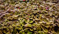 20 Pcs Salvinia Minima Water Spangles Buy 2 Get 1 Free Perfect for Aquariums