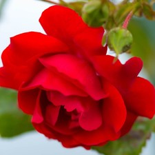 Climbing Rose Blooming Marvellous, repeat flowering, vibrant blooms, 4L pot