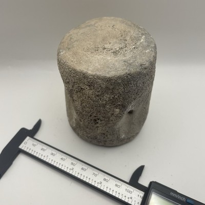 Dolphin Vertebrae Fossil Cetacean Backbone Fossil Prehistoric Florida Fossil