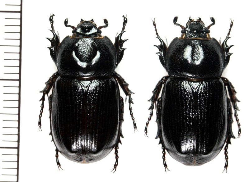 Dynastinae:Eophileurus chinensis chinensis pair ,A1
