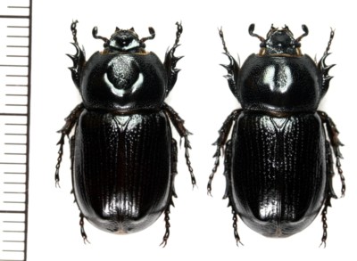 Dynastinae:Eophileurus chinensis chinensis pair ,A1
