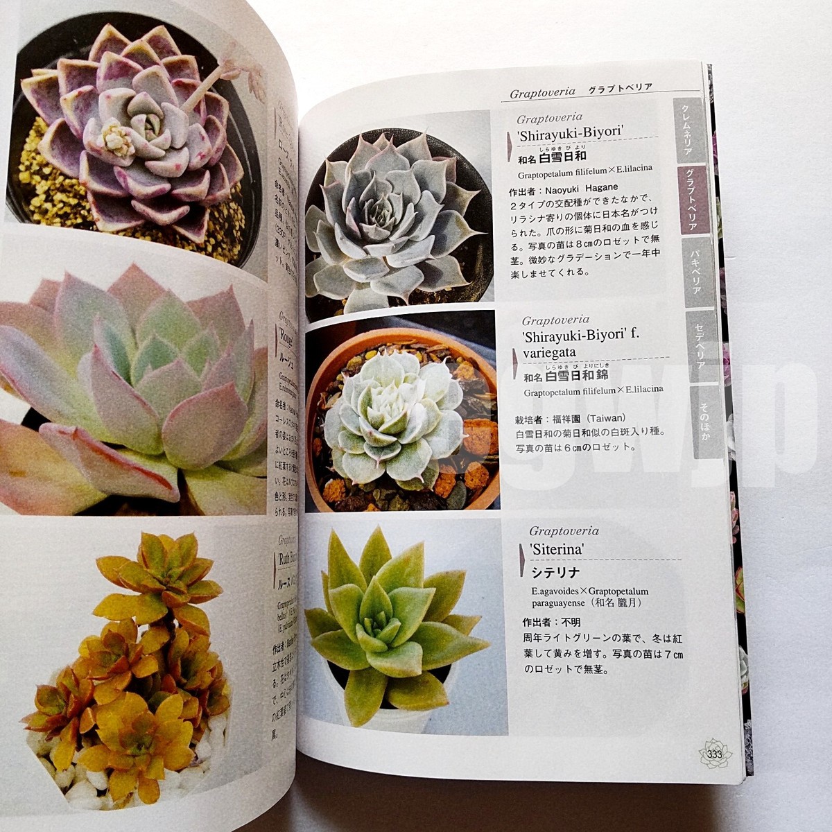 洋書 ECHEVERIA CULTIVARS 図鑑