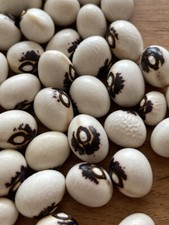 Monstranzbohne Engelsbohne wunderschön gezeichnete Kerne zum Rosenkranz Basteln