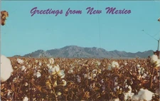 Cotton Field & Florida Mountains New Mexico NM Postcard 1968