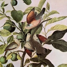 John James Audubon Birds GROUND DOVE Vintage Art Book Plate 140