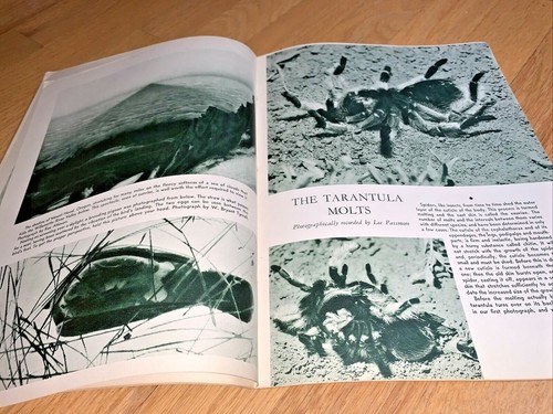 Mar 1939 NATURE Magazine - S. Africa Horned / Thomas Howell / Cactus / Tarantula - Picture 10 of 12