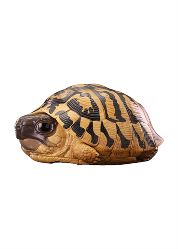Animal Heavenly Body No.22 Tortoise Blind Box Model Chelydridae Turtle Decor - Picture 21 of 28