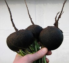 Radish- Black Spanish Round- 200 2021 Seeds Heirloom Variety