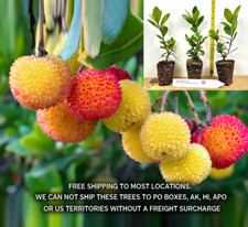 Compact Strawberry Tree (Arbutus unedo 'Compacta') Specimen Tree - Shrub