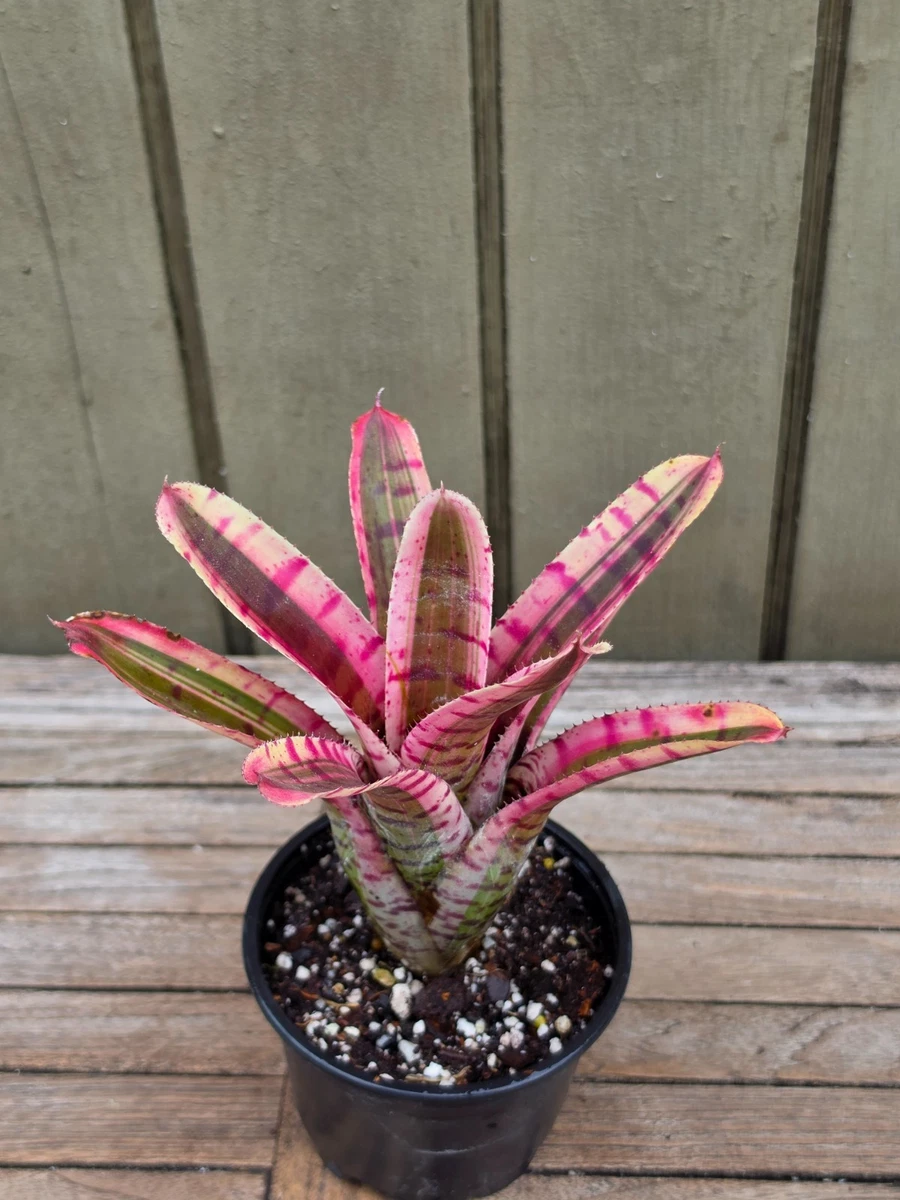 Bromeliad for sale - eBay