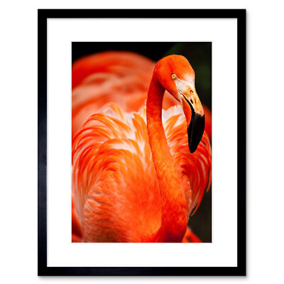 Flamingo Vogel Nahaufnahme gerahmter Wandkunstdruck 12 x 16 Zoll