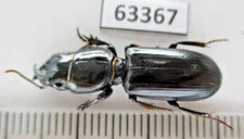 63367. Insects, Carabidae sp. Vietnam Central. A2