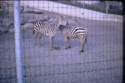 4/1966 Portland Or Zoo Zebra  Kodak Kodachrome Transparency Slide A14