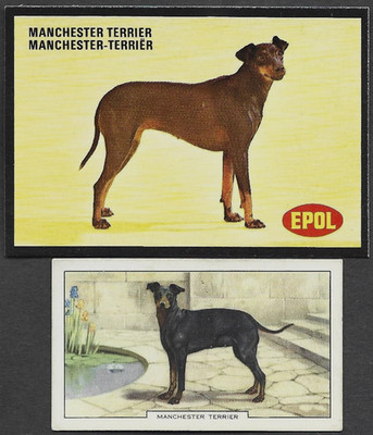 2 Different Vintage MANCHESTER TERRIER Tobacco/Cigarette Dog Cards