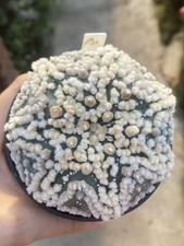 Astrophytumasteriasvar.hanazono cactus Succulent plants seedgrowth WYSIWYG A1